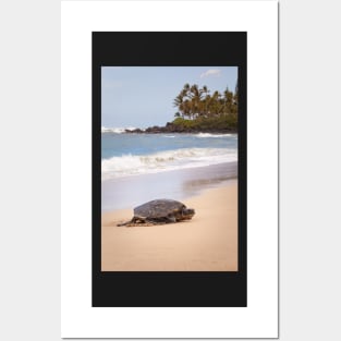 Green Sea Turtle Hawaii Posters and Art